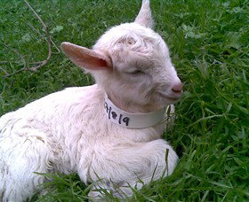 Drysdale Cheeses - Food Delivery Shop 12