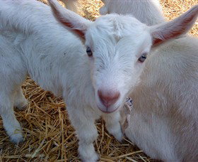 Drysdale Cheeses - Food Delivery Shop 14