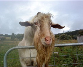 Drysdale Cheeses - Food Delivery Shop 16