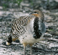 Yongergnow Australian Malleefowl Centre - Food Delivery Shop
