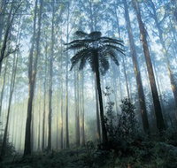 Yarra Ranges National Park - Pet Food Australia