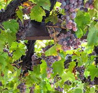  Murrumbateman Winery Company Pty Ltd  - Food Delivery Shop
