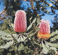 Coorow Wildflower Drive - Pet Food Australia