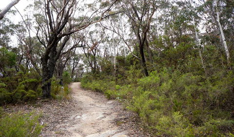 Six Foot Walking Track - Food Delivery Shop 0