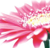 Burwood Plaza - Pet Food Australia