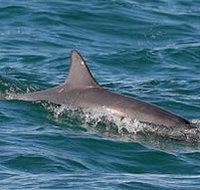 Byron Bay Dolphin Wildlife Tours - Pet Food Australia