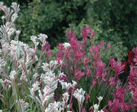 Mt Penang Gardens - Pet Food Australia 1