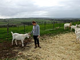 Kangarilla Creamery - Food Delivery Shop 2