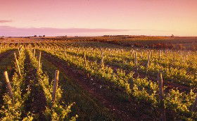 Ralph Fowler Wines - Food Delivery Shop 0