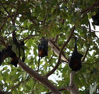 Manngarre Rainforest Walk - Food Delivery Shop
