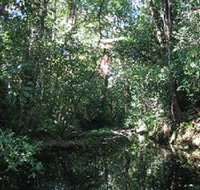 Wabunga Wayemba Charmillan Creek walking track - Food Delivery Shop