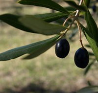 Red Rock Olives - Food Delivery Shop