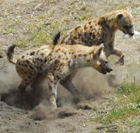 Altina Wildlife Park - Food Delivery Shop