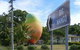 Big Mango - thumb 0