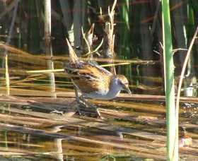 Fivebough Wetlands - Food Delivery Shop 1