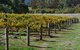 Mountainside Wines - thumb 1