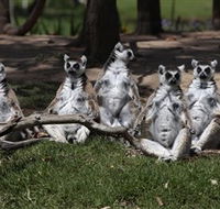 Savannah Visitor Plaza Taronga Western Plains Zoo Dubbo - Food Delivery Shop