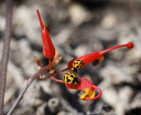 Fitzgerald Biosphere - Food Delivery Shop 0