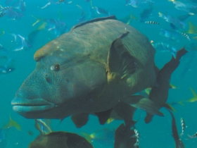 Fairey Reef - Food Delivery Shop 1