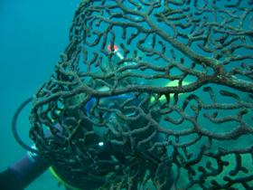 Fairey Reef - Food Delivery Shop 3