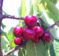 Ballinaclash Orchard and Cellar Door - Food Delivery Shop