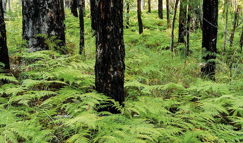 River Walk - Pet Food Australia 2