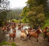 Glenworth Valley Horse Riding - Pet Food Australia