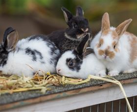 Amazement Farm And Fun Park / Cafe And Farmstay Accommodation - Food Delivery Shop 2