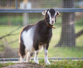 Amazement Farm And Fun Park / Cafe And Farmstay Accommodation - Food Delivery Shop 3