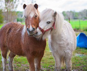 Amazement Farm And Fun Park / Cafe And Farmstay Accommodation - Food Delivery Shop 5