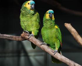 Amazement Farm And Fun Park / Cafe And Farmstay Accommodation - Food Delivery Shop 7