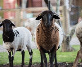 Amazement Farm And Fun Park / Cafe And Farmstay Accommodation - Food Delivery Shop 4