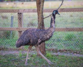 Amazement Farm And Fun Park / Cafe And Farmstay Accommodation - Food Delivery Shop 6