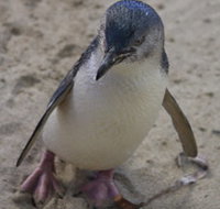 Penguin Island Boardwalks and Walk Trail - Food Delivery Shop