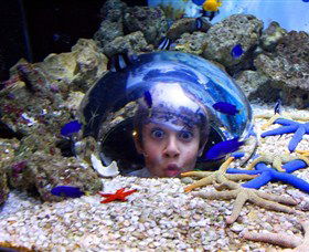 Sea Life Sunshine Coast - Food Delivery Shop 0