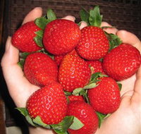 The Strawberry Farm - Pet Food Australia