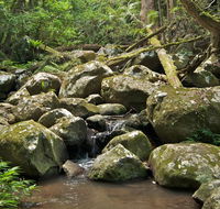 Booyong walking track - Food Delivery Shop