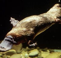 Platypus Pool - Food Delivery Shop