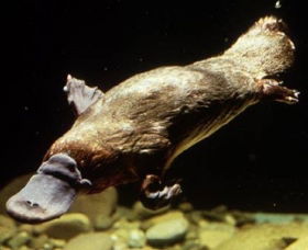 Platypus Pool - Food Delivery Shop 0