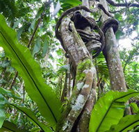 Tamborine Rainforest Skywalk - Food Delivery Shop