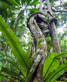 Tamborine Rainforest Skywalk - Food Delivery Shop 0