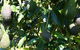 The Avocado Farm - thumb 7