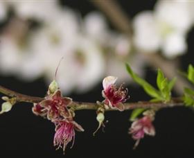 Fruit Salad Tree Company - Food Delivery Shop 1