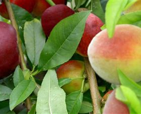 Fruit Salad Tree Company - Food Delivery Shop 0