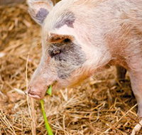 Djanbung Permaculture Gardens - Food Delivery Shop