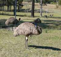 Glen Ian Ostrich and Emu Farm - Food Delivery Shop