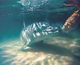 Tangalooma Dolphin Feeding - Food Delivery Shop 1