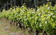 Barton Jones Wines - thumb 2