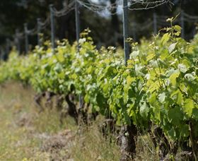 Barton Jones Wines - Food Delivery Shop 2