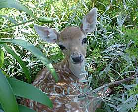 West Kempsey NSW Pet Food Australia